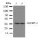 FosB Proto-Oncogene, AP-1 Transcription Factor Subunit antibody, orb27683, Biorbyt, Western Blot image 