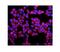 Stathmin 1 antibody, PB9560, Boster Biological Technology, Immunofluorescence image 