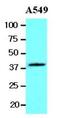 Wnt Family Member 3A antibody, NBP1-19050, Novus Biologicals, Western Blot image 