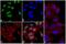 Eukaryotic Translation Initiation Factor 4E Binding Protein 1 antibody, 701312, Invitrogen Antibodies, Immunofluorescence image 
