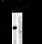 Dynamin-1 antibody, XPS-1007, ProSci, Western Blot image 