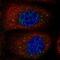 Myosin VB antibody, PA5-59344, Invitrogen Antibodies, Immunofluorescence image 