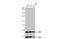 G Protein Subunit Alpha L antibody, GTX103863, GeneTex, Western Blot image 