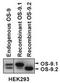 OS9 Endoplasmic Reticulum Lectin antibody, TA301503, Origene, Western Blot image 