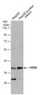 WD Repeat Domain 5 antibody, GTX130644, GeneTex, Western Blot image 