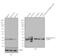 Apolipoprotein A1 antibody, MIA1401, Invitrogen Antibodies, Western Blot image 