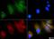 GLI Family Zinc Finger 1 antibody, NBP1-78259, Novus Biologicals, Immunocytochemistry image 