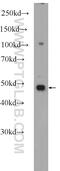 Purine Rich Element Binding Protein A antibody, 17733-1-AP, Proteintech Group, Western Blot image 
