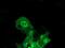 BAI1 Associated Protein 2 antibody, MA5-25560, Invitrogen Antibodies, Immunocytochemistry image 