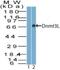 DNA Methyltransferase 3 Like antibody, NBP2-27098, Novus Biologicals, Western Blot image 