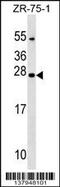 Nucleoredoxin Like 1 antibody, 59-422, ProSci, Western Blot image 