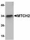 Mitochondrial Carrier 2 antibody, orb94272, Biorbyt, Western Blot image 