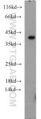 Ubiquitin Specific Peptidase 50 antibody, 20374-1-AP, Proteintech Group, Western Blot image 