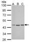Atonal BHLH Transcription Factor 1 antibody, NBP1-31318, Novus Biologicals, Western Blot image 