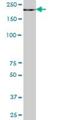 Terminal uridylyltransferase 4 antibody, H00023318-B01P, Novus Biologicals, Western Blot image 