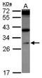 WD Repeat Domain 61 antibody, NBP2-20896, Novus Biologicals, Western Blot image 