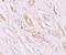 Transmembrane Protein 59 antibody, PA5-21065, Invitrogen Antibodies, Immunohistochemistry frozen image 