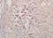 Transmembrane Protein 252 antibody, orb156213, Biorbyt, Immunohistochemistry paraffin image 