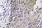 Guanylate Cyclase 1 Soluble Subunit Alpha 1 antibody, LS-C177711, Lifespan Biosciences, Immunohistochemistry frozen image 