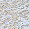 Coiled-Coil Domain Containing 92 antibody, 23-481, ProSci, Immunohistochemistry frozen image 