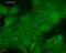 DnaJ Heat Shock Protein Family (Hsp40) Member B1 antibody, MA5-27685, Invitrogen Antibodies, Immunofluorescence image 
