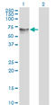 Histone Deacetylase 1 antibody, LS-B6095, Lifespan Biosciences, Western Blot image 