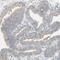 Prostaglandin E Receptor 4 antibody, NBP1-84834, Novus Biologicals, Immunohistochemistry paraffin image 