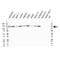 BUB1 Mitotic Checkpoint Serine/Threonine Kinase B antibody, VMA00256, Bio-Rad (formerly AbD Serotec) , Western Blot image 