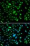 E74 Like ETS Transcription Factor 5 antibody, LS-C346265, Lifespan Biosciences, Immunofluorescence image 