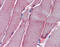 Glutathione S-transferase Mu 2 antibody, 51-954, ProSci, Immunohistochemistry paraffin image 