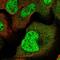 Lysozyme-like protein 6 antibody, NBP1-82810, Novus Biologicals, Immunofluorescence image 