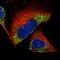 Calbindin 1 antibody, HPA023099, Atlas Antibodies, Immunocytochemistry image 