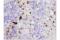 T Cell Immunoglobulin And Mucin Domain Containing 4 antibody, 75484S, Cell Signaling Technology, Immunohistochemistry frozen image 