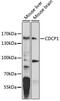 CUB Domain Containing Protein 1 antibody, GTX66513, GeneTex, Western Blot image 