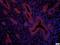 Potassium Voltage-Gated Channel Subfamily E Regulatory Subunit 1 antibody, orb402964, Biorbyt, Immunocytochemistry image 
