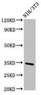 Nth Like DNA Glycosylase 1 antibody, LS-C671402, Lifespan Biosciences, Western Blot image 