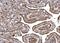 Actinin Alpha 4 antibody, NBP2-15357, Novus Biologicals, Immunohistochemistry frozen image 