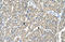 Solute Carrier Family 10 Member 7 antibody, orb330341, Biorbyt, Immunohistochemistry paraffin image 