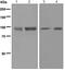 Sp1 Transcription Factor antibody, ab124804, Abcam, Western Blot image 