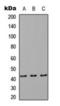 RAB8B, Member RAS Oncogene Family antibody, orb393147, Biorbyt, Western Blot image 