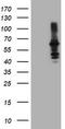 Dystrobrevin beta antibody, LS-C173762, Lifespan Biosciences, Western Blot image 