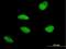 MutS Homolog 5 antibody, H00004439-M08, Novus Biologicals, Immunofluorescence image 