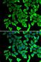 Prostaglandin E Synthase 2 antibody, LS-C748491, Lifespan Biosciences, Immunofluorescence image 