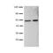 T-Box 21 antibody, TA320470, Origene, Western Blot image 