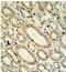 Macrophage receptor MARCO antibody, ab103311, Abcam, Immunohistochemistry paraffin image 