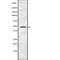 Inositol Hexakisphosphate Kinase 2 antibody, abx216297, Abbexa, Western Blot image 