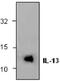 Interleukin 13 antibody, GTX59763, GeneTex, Western Blot image 