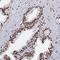 Protocadherin Beta 11 antibody, PA5-60905, Invitrogen Antibodies, Immunohistochemistry paraffin image 