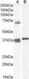 Tripartite motif-containing protein 29 antibody, NBP1-52000, Novus Biologicals, Western Blot image 