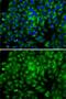 Autophagy Related 16 Like 1 antibody, GTX30072, GeneTex, Immunofluorescence image 